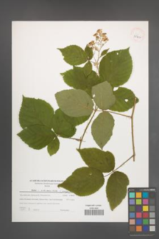 Rubus silesiacus [KOR 39726]