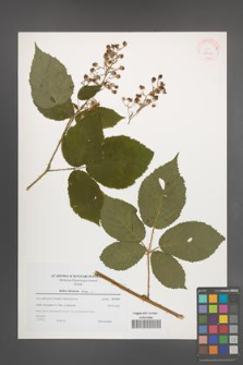Rubus silesiacus [KOR 38958]
