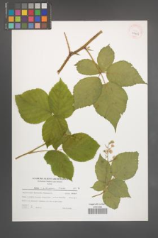 Rubus silesiacus [KOR 39423]