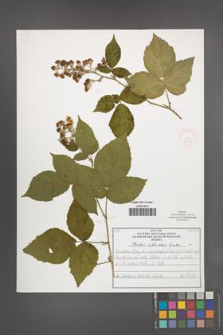 Rubus silesiacus [KOR 52105]