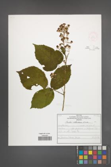 Rubus silesiacus [KOR 52103]