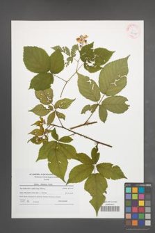 Rubus silesiacus [KOR 42198]