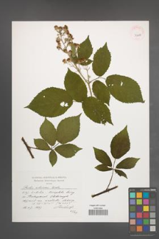Rubus silesiacus [KOR 39088]