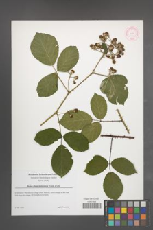 Rubus silvae-bohemicae [KOR 51875]
