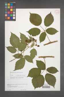 Rubus silvae-norticae [KOR 51780]