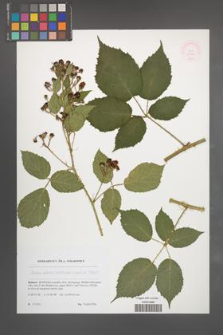 Rubus silvae-norticae [KOR 51781]