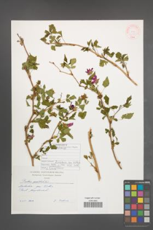 Rubus spectabilis [KOR 46880]