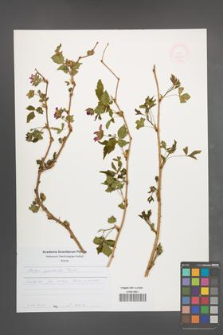 Rubus spectabilis [KOR 48853]