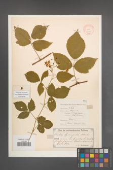 Rubus sprengelii [KOR 10990]