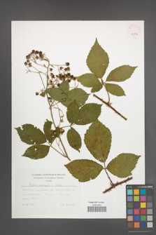 Rubus sprengelii [KOR 42836]
