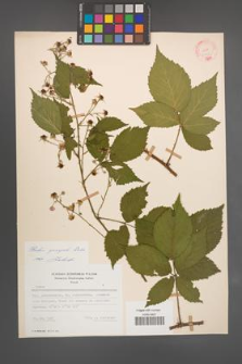 Rubus sprengelii [KOR 21749]