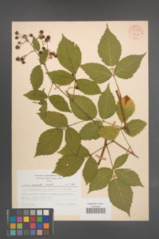 Rubus sprengelii [KOR 54480]