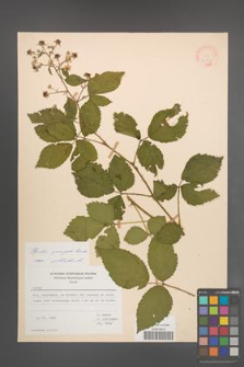 Rubus sprengelii [KOR 21751]