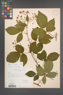 Rubus sprengelii [KOR 21750]