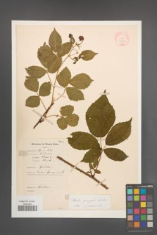 Rubus sprengelii [KOR 11025]