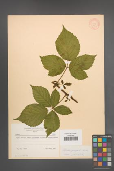 Rubus sprengelii [KOR 8722]