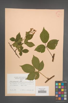 Rubus sprengelii [KOR 22842]