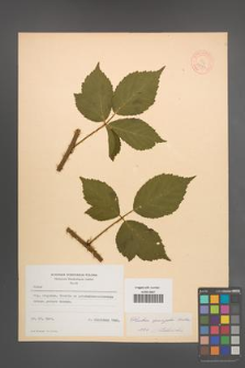 Rubus sprengelii [KOR 10983]