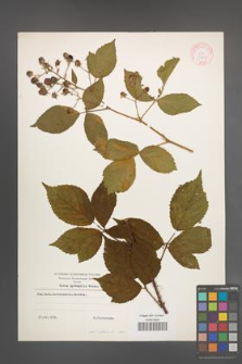 Rubus sprengelii [KOR 11015]