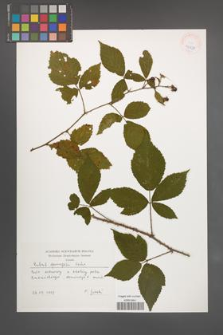 Rubus sprengelii [KOR 40231]
