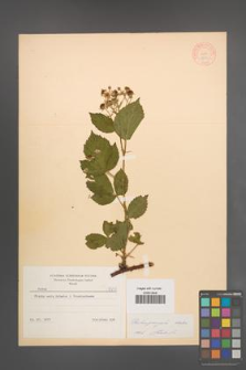 Rubus sprengelii [KOR 8751]
