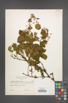 Rubus sprengelii [KOR 6057]