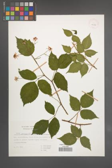 Rubus sprengelii [KOR 29986]