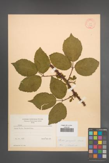 Rubus sprengelii [KOR 8724]