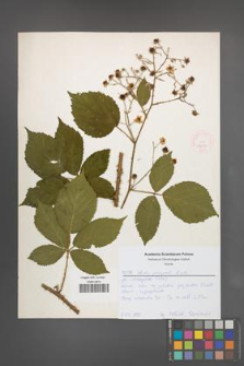 Rubus sprengelii [KOR 52613]
