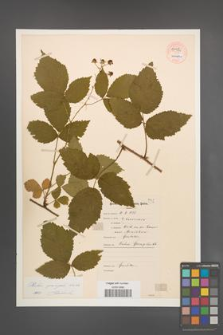 Rubus sprengelii [KOR 54486]
