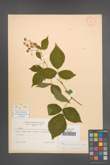 Rubus sprengelii [KOR 8737]