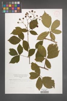 Rubus sprengelii [KOR 35512]