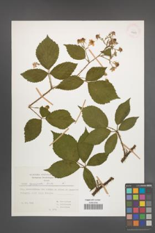 Rubus sprengelii [KOR 29987]