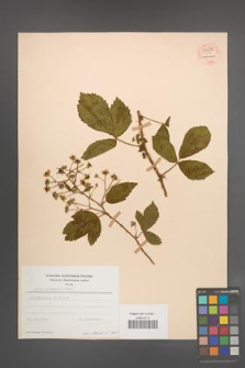 Rubus sprengelii [KOR 54490]