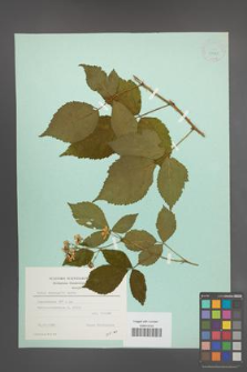 Rubus sprengelii [KOR 23429]