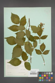 Rubus sprengelii [KOR 23424]