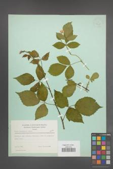 Rubus sprengelii [KOR 23425]