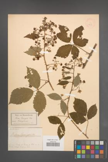 Rubus sprengelii [KOR 18625]