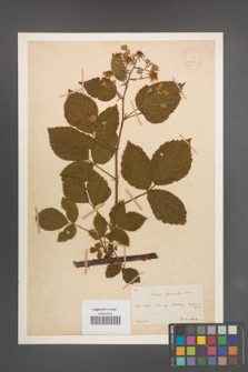 Rubus sprengelii [KOR 18624]