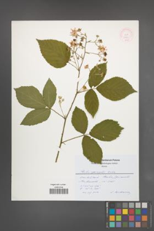 Rubus sprengelii [KOR 51889]