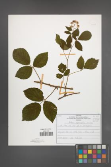 Rubus sprengelii [KOR 51031]
