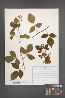 Rubus sprengelii [KOR 51029]
