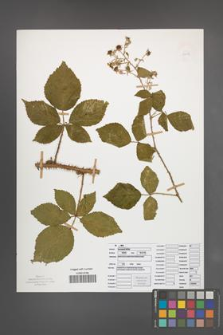 Rubus sprengelii [KOR 50075]