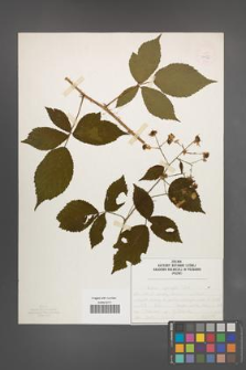 Rubus sprengelii [KOR 50076]