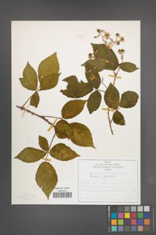 Rubus sprengelii [KOR 50078]
