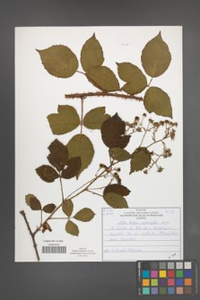 Rubus sprengelii [KOR 51026]