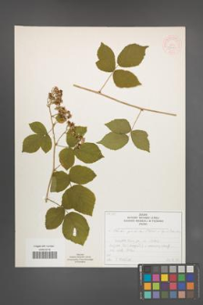 Rubus spribillei [KOR 52041]