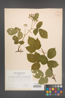 Rubus spribillei [KOR 29831]