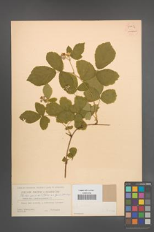 Rubus spribillei [KOR 54492]