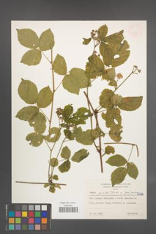 Rubus spribillei [KOR 6426]